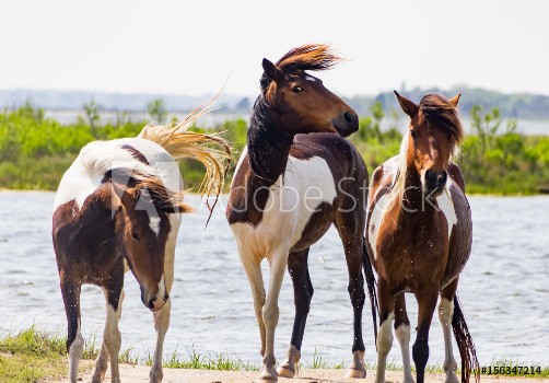 Picture of Three wild horses